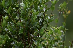Myrtaceae