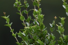 Myrtaceae