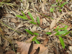 Eremophila debilis