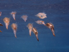 Sepioteuthis lessoniana