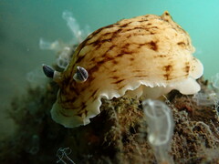 Aphelodoris varia