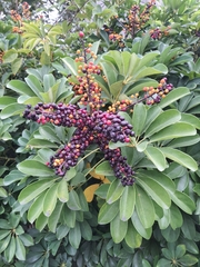 Heptapleurum arboricola