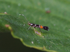 Cosmopterix