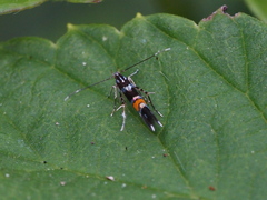 Cosmopterix