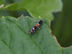 Cosmopterix