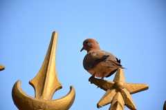 Streptopelia senegalensis