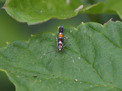 Cosmopterix