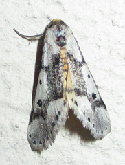 Schalidomitra ambages