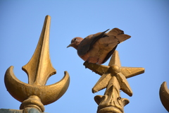 Streptopelia senegalensis