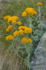 Jacobaea incana
