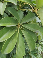 Heptapleurum arboricola