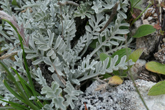 Jacobaea incana