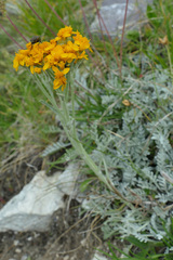 Jacobaea incana