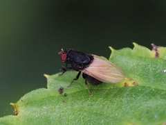 Minettia longipennis