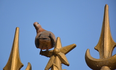 Streptopelia senegalensis