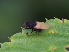 Minettia longipennis