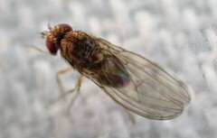 Drosophila repleta