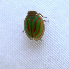 Hemisphaerius interclusus
