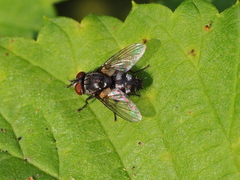 Thelaira nigripes