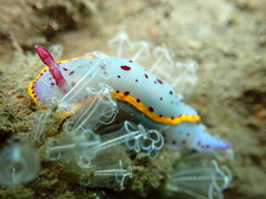 Hypselodoris bennetti