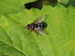 Thelaira nigripes