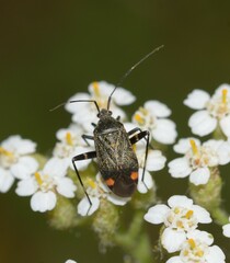 Closterotomus cinctipes
