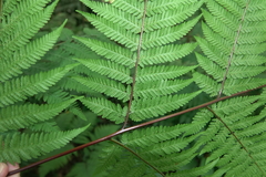 Hypolepis tenuifolia