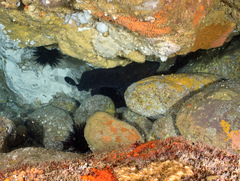 Epinephelus daemelii