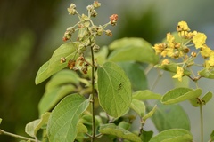 Peixotoa catarinensis