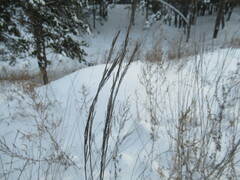 Erysimum hieraciifolium