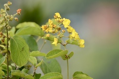 Peixotoa catarinensis