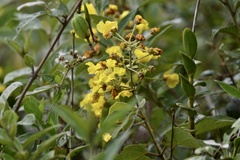 Peixotoa catarinensis