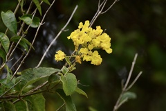 Peixotoa catarinensis