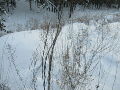 Erysimum hieraciifolium