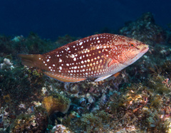 Notolabrus gymnogenis