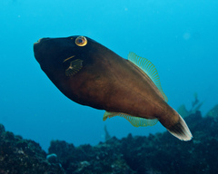 Eubalichthys bucephalus