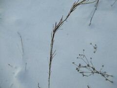 Erysimum hieraciifolium