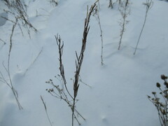 Erysimum hieraciifolium