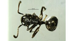 Dolichoderus thoracicus