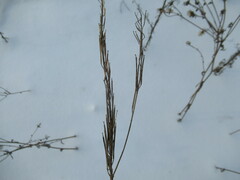 Erysimum hieraciifolium