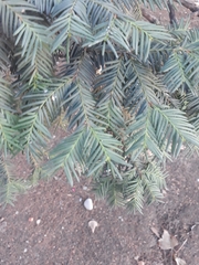 Taxus baccata