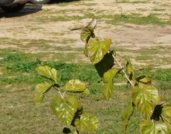 Prinia gracilis