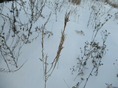 Erysimum hieraciifolium