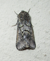 Leucochlaena aenigma