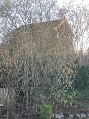 Corylus avellana