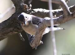 Ficedula speculigera