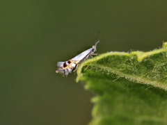 Leucoptera