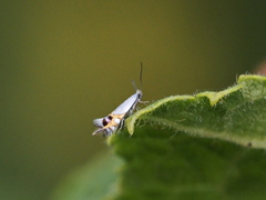 Leucoptera