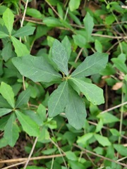 Tarlmounia elliptica