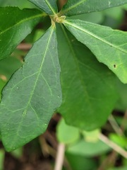 Tarlmounia elliptica